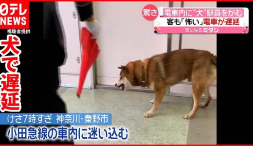 【驚き】電車内に犬が迷い込み…駅員がかまれる  客も「怖い」