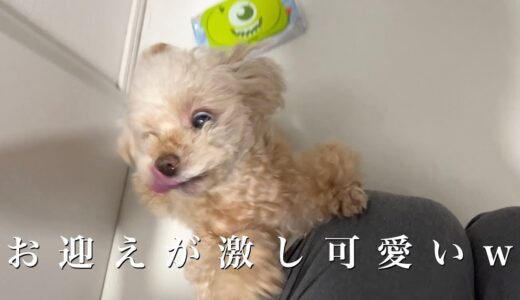 半日離れただけなのに熱烈にお迎えしてくれる犬が可愛いw【トイプードル】