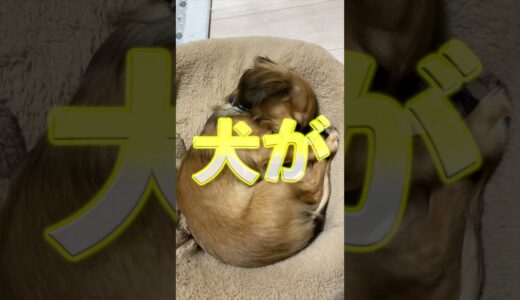 犬がため息をつくのは落ち込んでるわけじゃない！ #shorts