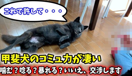 【コミュ力高めの犬】歯をホワイトニングしようとしたらこうなった