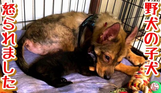 【子犬　保護犬　子猫】野犬の子犬　怒られてしまいました