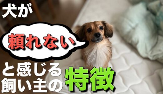 犬が「頼れない。」と思う飼い主の特徴がこちら。