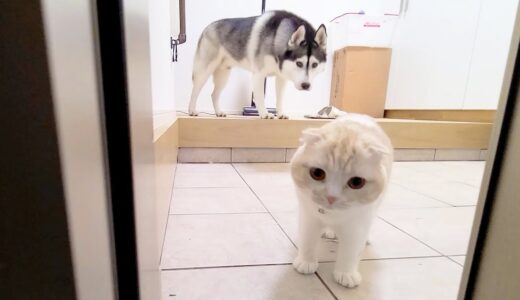 寂しくてゴミ出しについてきちゃった子猫とハスキー犬がこちら...