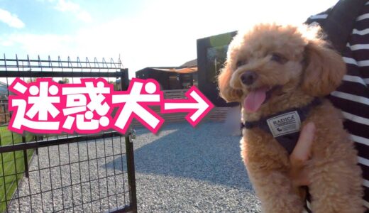 新しいドッグランで強制連行されたウチの犬