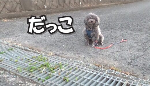 側溝がとべない犬を猛特訓した結果がこちら（涙）