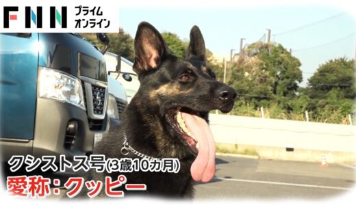 【特集】“鼻の捜査官”警察犬に密着