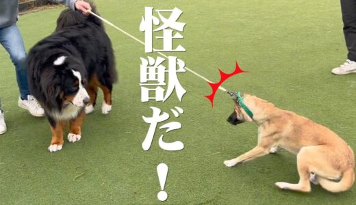 はじめてドッグランに行った元保護犬の周りの犬への反応がおもしろすぎる