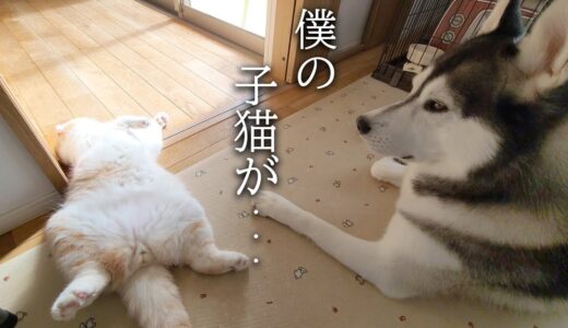 倒れてピクピクする子猫を見たハスキー犬の行動に驚きました…