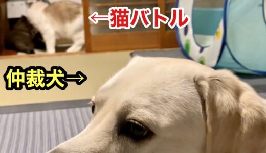 猫バトルを仲裁してくれる犬は我が家の守護神です