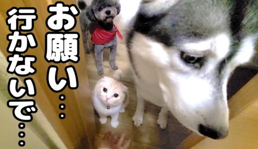 飼い主が家出したと思い心配してついてきた子猫とハスキー犬達...