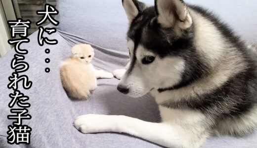 子猫に怒られながら子育てをするハスキー犬達がこちら...