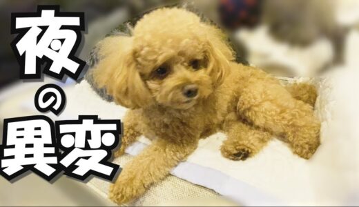 突然、犬に異変が起きた時の様子がこちら（涙）