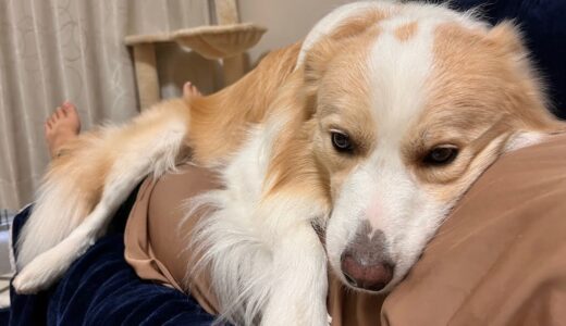 犬に内緒で無断外泊したらこうなりました..【ボーダーコリー】