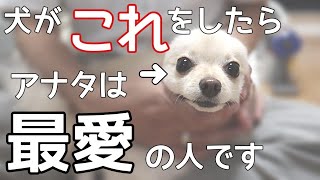 知ってる？愛犬が大好きな人にしかしない行動【犬の飼い主】