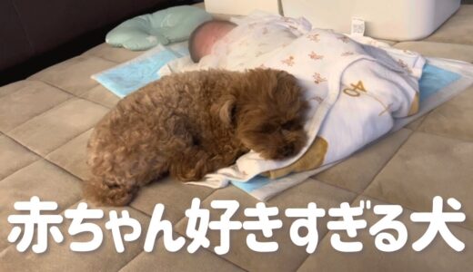 【犬と新生児】赤ちゃんと一緒に寝るトイプードルが可愛すぎる