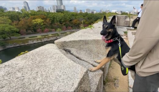 大型犬と一緒に一度は行ってほしい都会のオアシスがこちら！【ジャーマンシェパード】