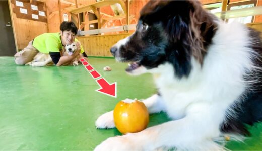 上品に食事する犬と、この後大暴れする予感しかしない犬ww