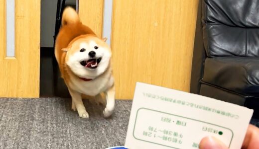 テンションMAXの柴犬に動物病院の診察券を見せた瞬間に・・・