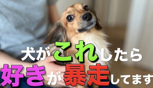 犬がこれしたら、あなたへの好きが暴走してます。