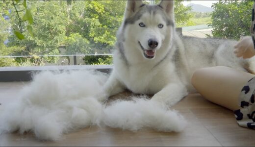 ハスキー犬を飼う大変さの一つ・たった一回のブラッシングでこの抜け毛の量が半端ない