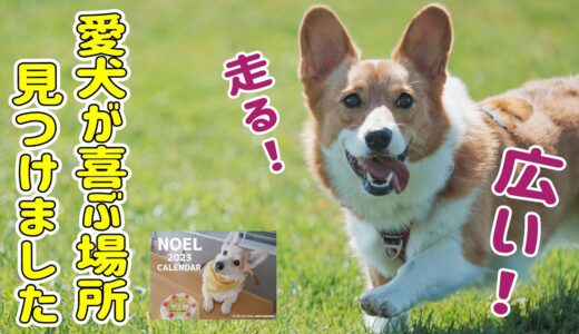 愛犬にとって最高の場所、見つけました！【お知らせあります】