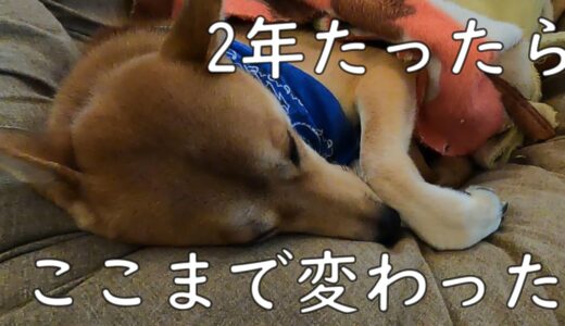 保護犬ワンジロー、2年たったら甘えん坊に