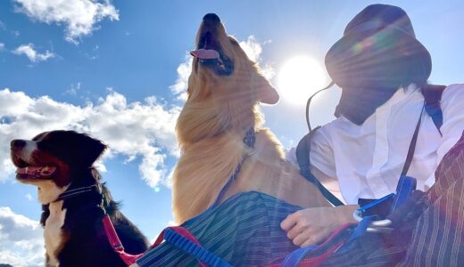 飼い主を亡くした老犬バーニーズと旅行に来れるのはこれが最後かもしれません…