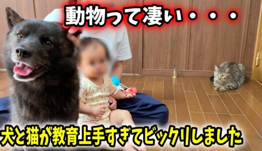 【ホッコリ】我が家では、犬と猫が娘を育てています