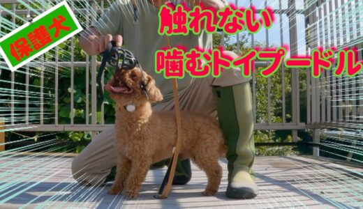 誰一人触る事できない保護犬噛むトイプードルにマズルトレーニング・ブラッシングします！（前編）