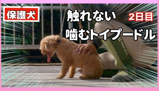 誰も触る事できない保護犬噛むトイプードルにマズルトレーニング・ブラッシングします！（後編）