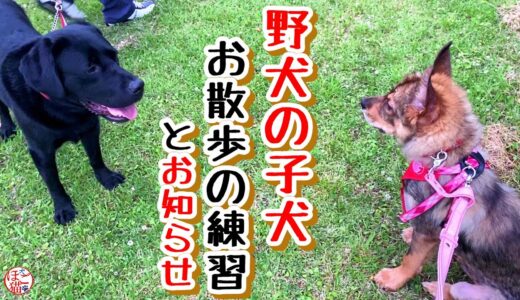 【子犬　保護犬　子猫　お知らせ】野犬の子犬　お散歩の練習