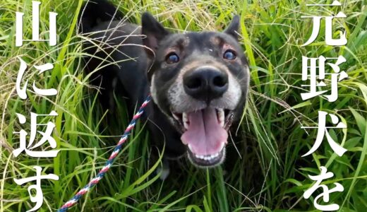 元野犬の保護犬を山に連れて行ったら野生に戻って大変なことになりました