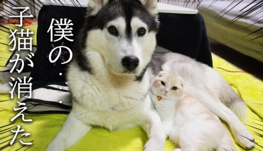 目覚めたら最愛の子猫が消えて半泣きで探し回るハスキー犬がこちら...