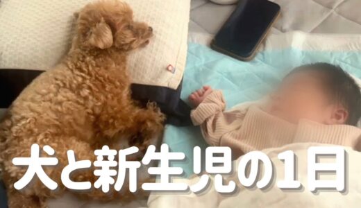 【犬と新生児】赤ちゃんがうまれて優しいお姉さんになったトイプードル