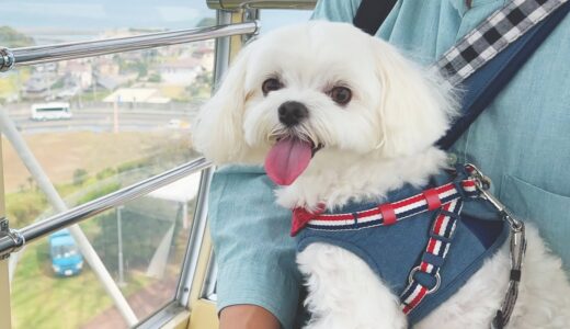 初めて観覧車に犬を乗せたら可愛すぎた【マルチーズ】