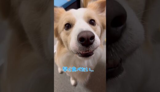 飼い主のご飯を横取りする気満々な犬【ボーダーコリー】#shorts