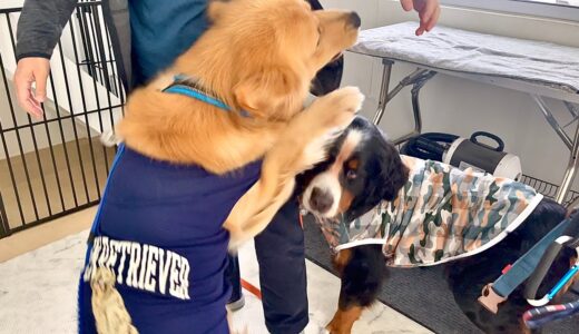 何度も踏みつけられた老犬バーニーズがさすがにキレました…