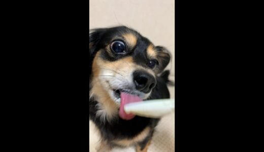 自分の鼻が邪魔すぎて見えてない犬