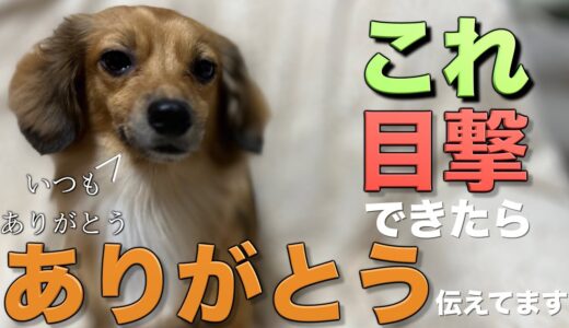 犬がありがとうを伝えている愛おしすぎる行動がこちらです。