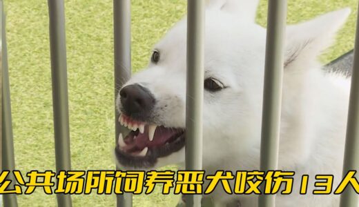 公共場所飼養惡犬，把13人咬成重傷，該說老闆心大還是無知？