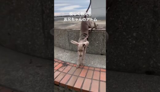 段差を降りられない子犬に優しく教えるお兄ちゃん犬　#大型犬のいる生活 #ゴールデンレトリバー #ワイマラナー　#goldenretriever #weimaraner