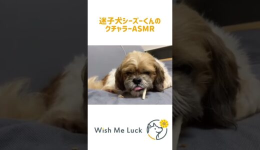 迷子犬シーズーくんクチャラーASMR