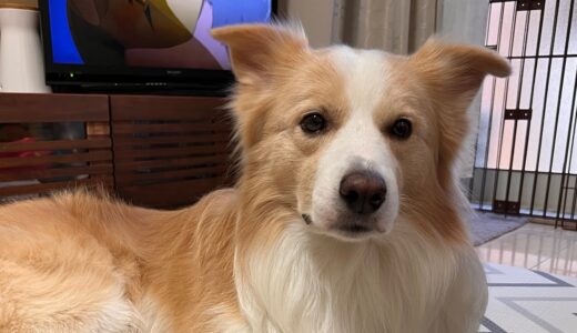 飼い主にかまって欲しくてテレビの電源を消そうとする犬が頭良過ぎて震えるw【ボーダーコリー】