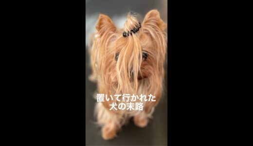 飼い主に置いて行かれた犬の末路　#shorts