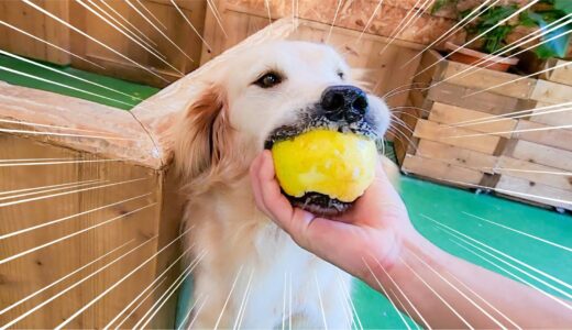 リンゴをボールと勘違いしてしまった犬はこちらです