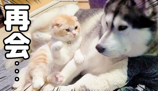 最愛のハスキー犬との再会に嬉しすぎてニャーニャー甘える子猫がこちら…