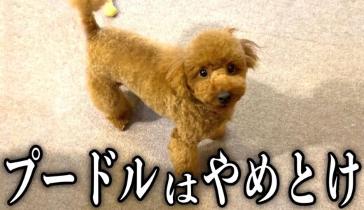 頭の良い犬種は飼いやすいとかいう”闇”【トイプードル】