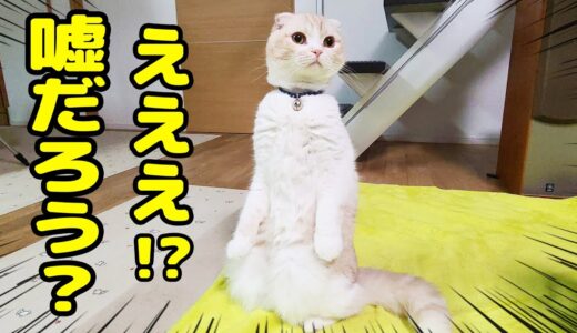 犬の行動に超絶びっくりした猫...