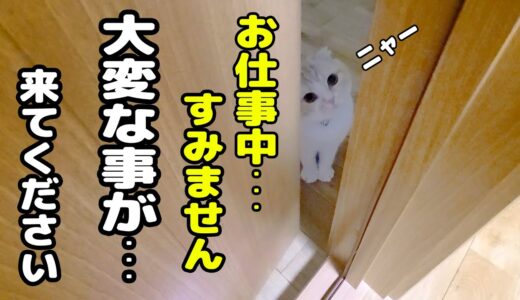 仕事中に猫がニャーニャー騒いでるので急いでついて行ってみると...