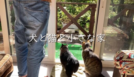 【犬と猫と田舎暮らし】雨のち晴れ/不器用すぎるじゃがいも祭り